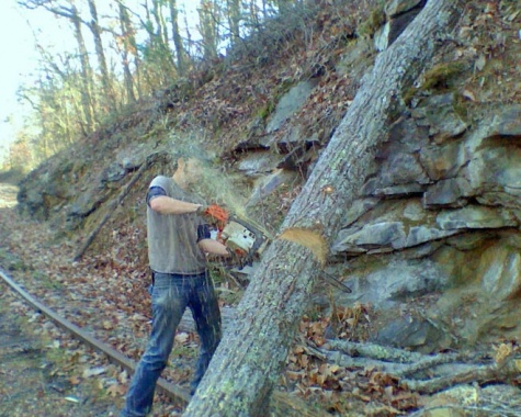 Brody cutting tree down.