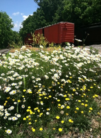 flowers and boxcar.jpg