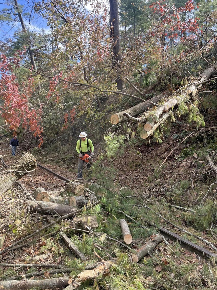 large tree across track oct 22.jpg