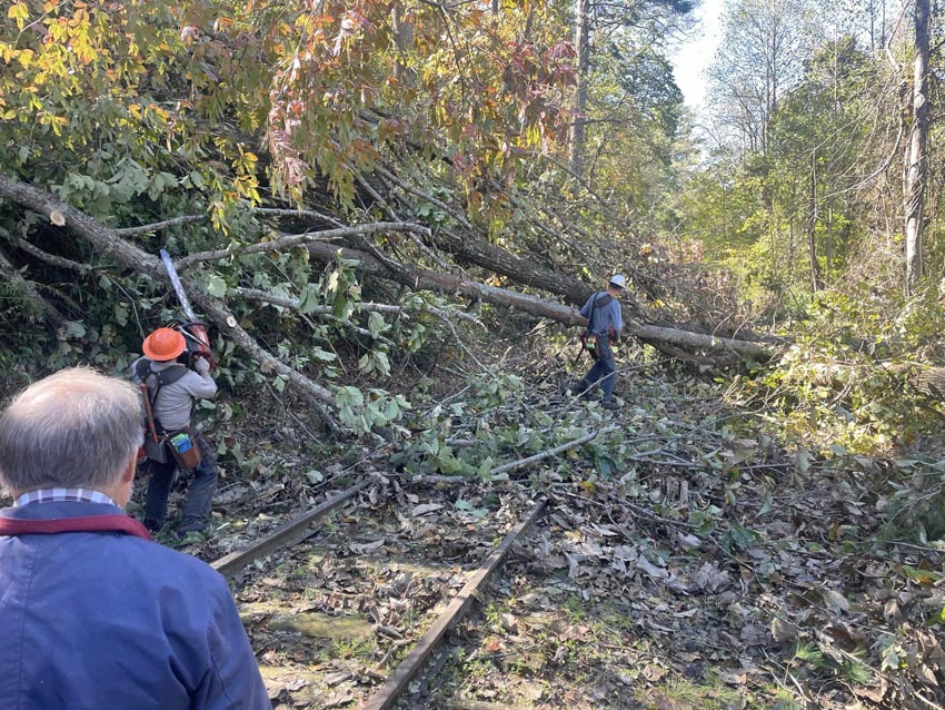 tree across track oct 12.jpg